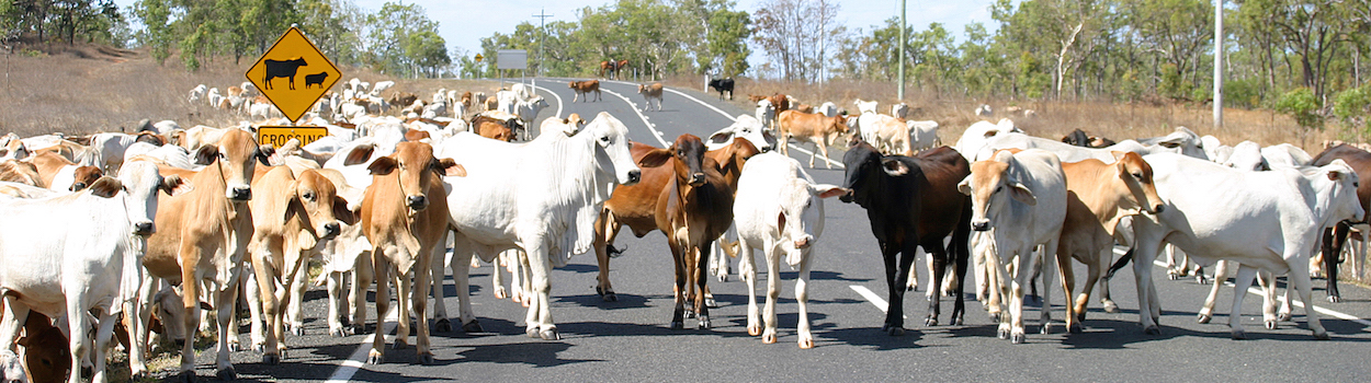 Cattle on Peninsula Development Road
