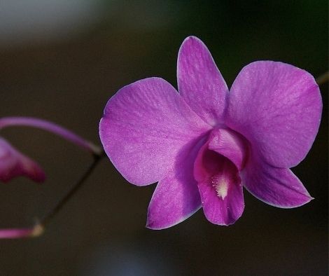 Cooktown Botanic Gardens Orchid
