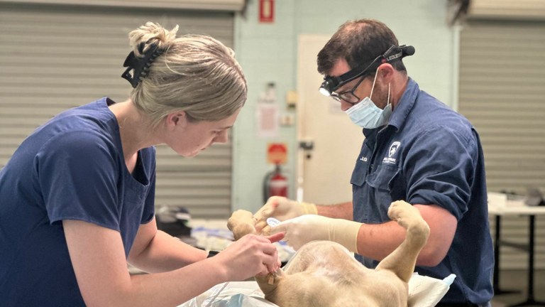Dr Justin Little and the team from Central Veterinary Surgery will be conducting free dog desexing in Cooktown 