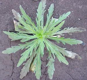 Flax-leaf Fleabane