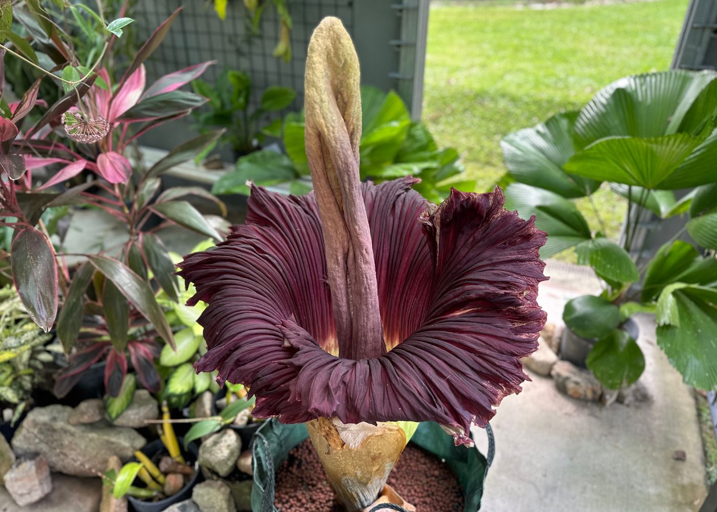 Big Betty Blooms (1)