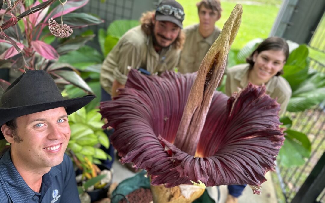 A historic first for Cooktown Botanic Gardens as Big Betty Blooms