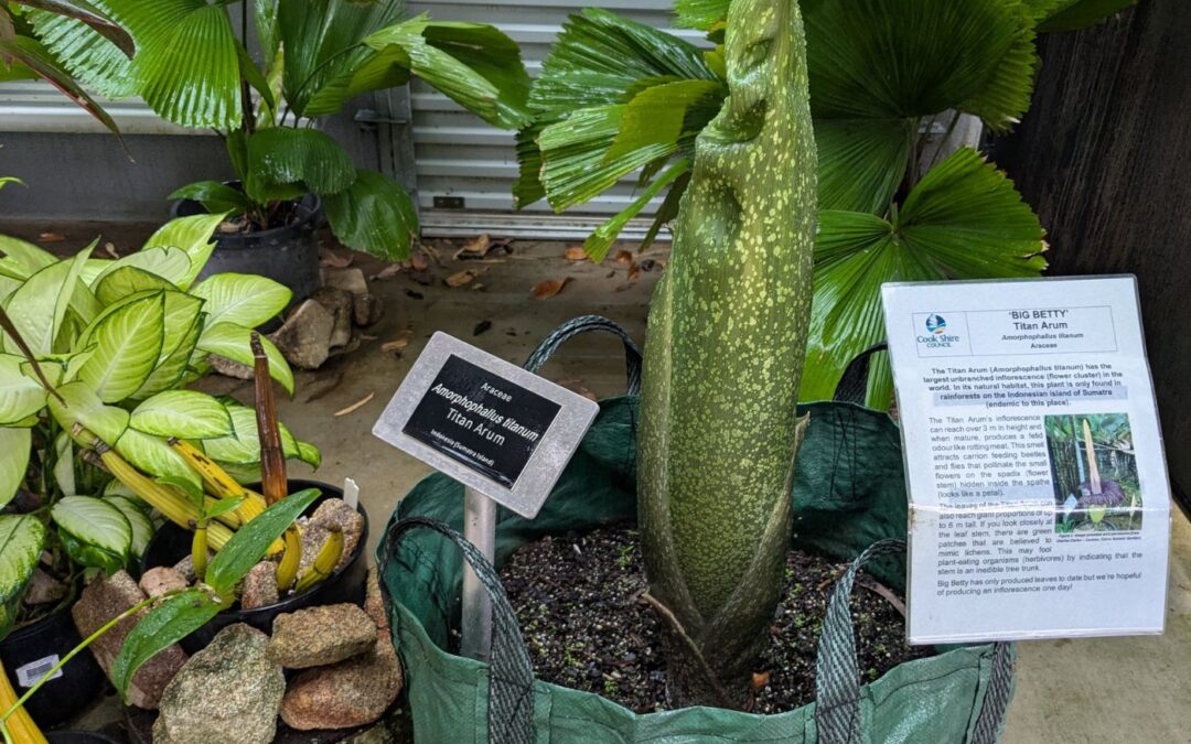 Blooming BIG news as Big Betty prepares to BLOOM!