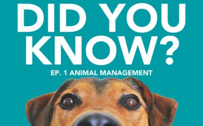 Council in action: Animal Management