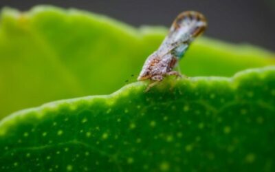 Help protect Australia’s citrus trees