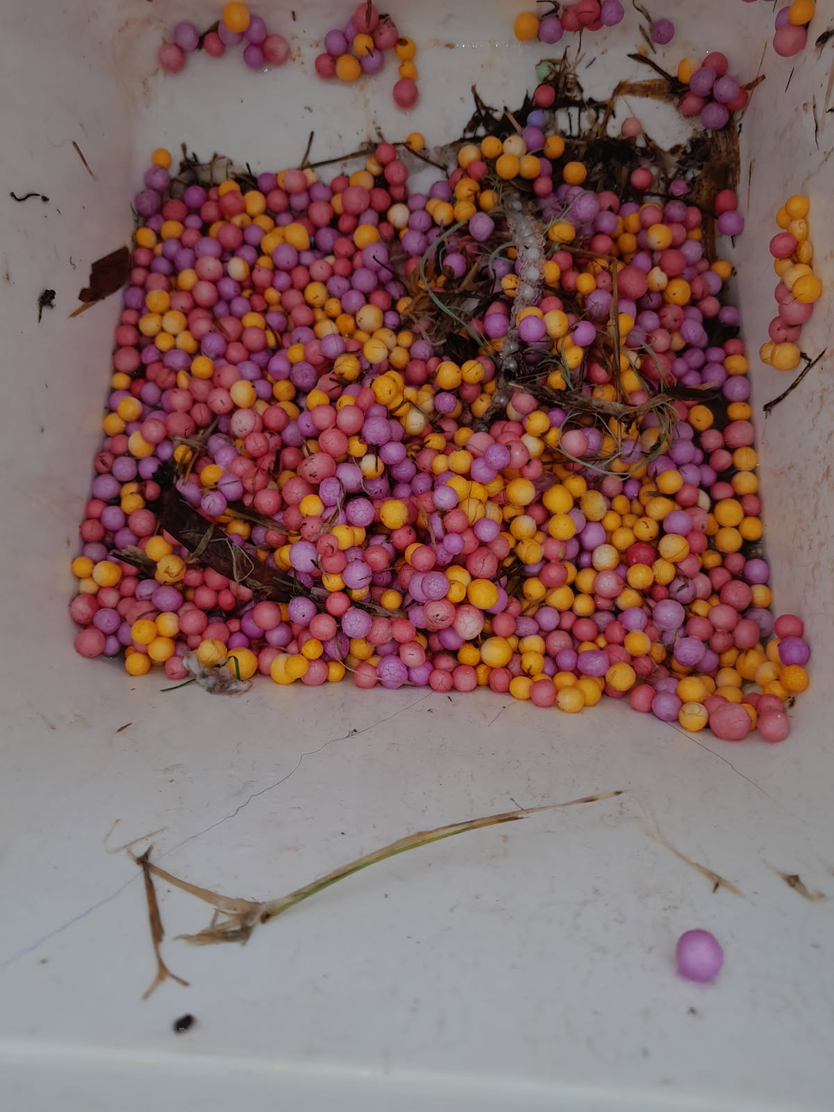 Styrofoam balls caught in the filtration and drainage systems of the the Cooktown Splash Park