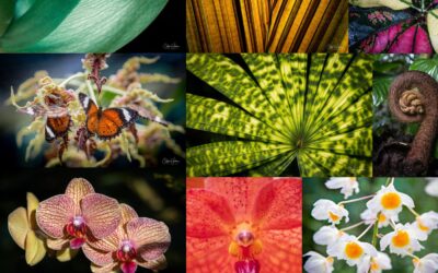 Exhibition set to bloom at Nature’s Powerhouse ahead of Botanic Gardens Week 2026