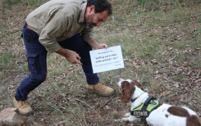 Sniffing out savings: Danny the detection dog to target hidden water leaks