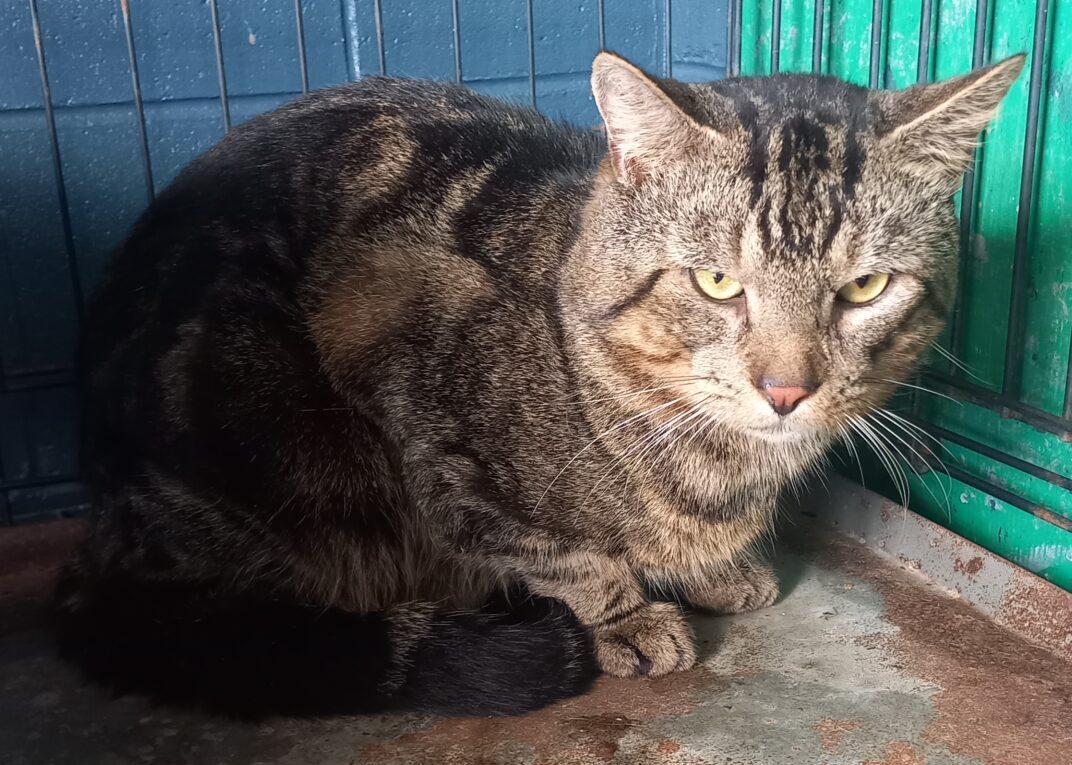 Impound no.1166 CAT