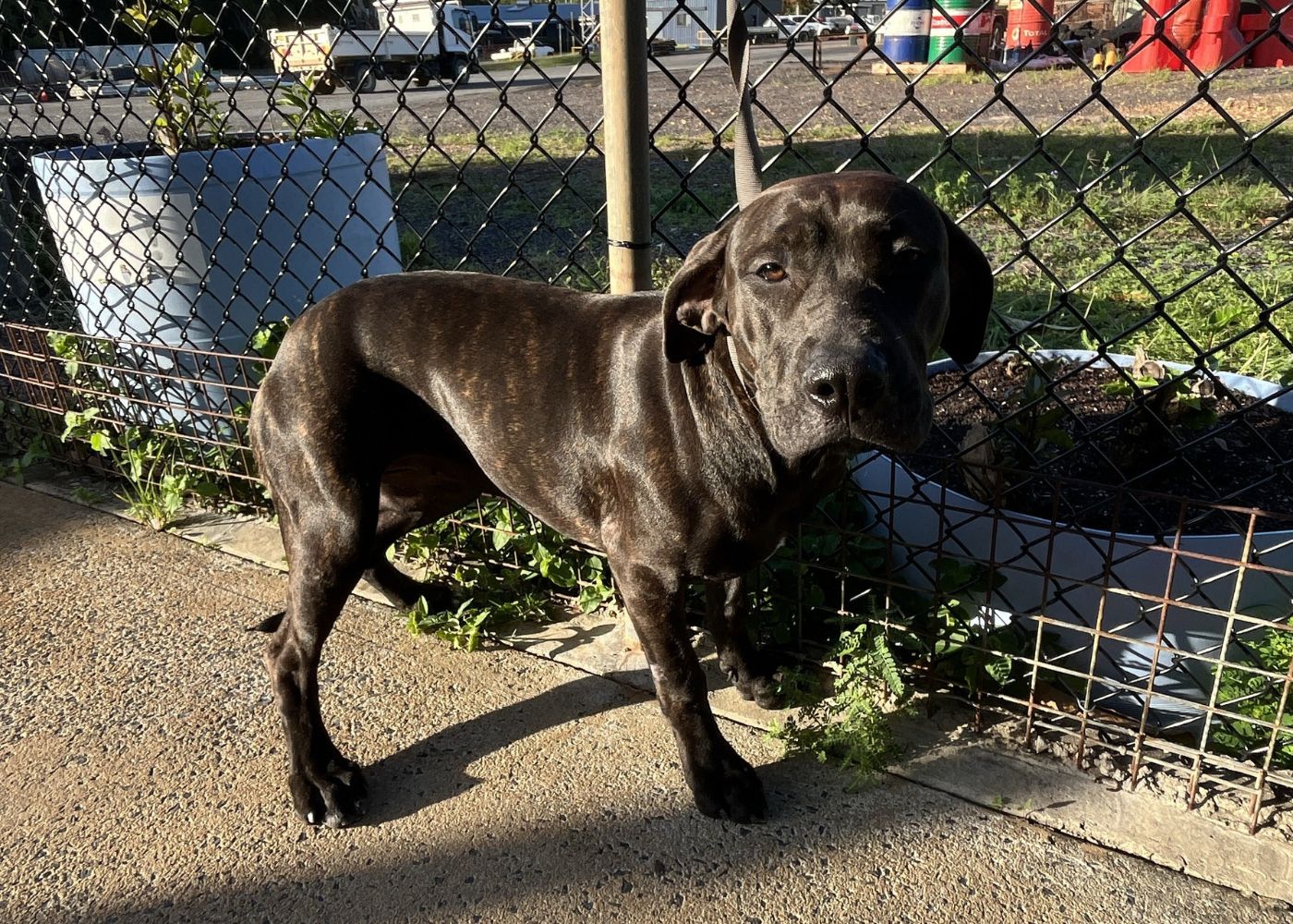 Dog impound 1177