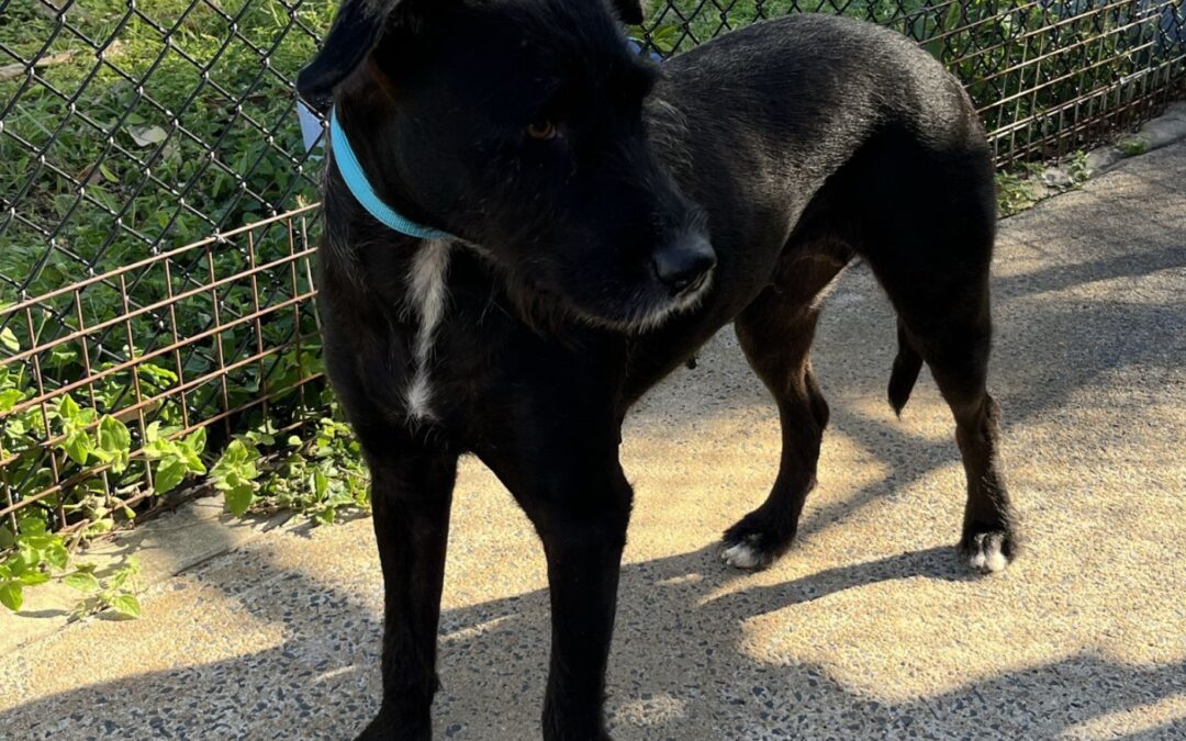 Impound 1180
