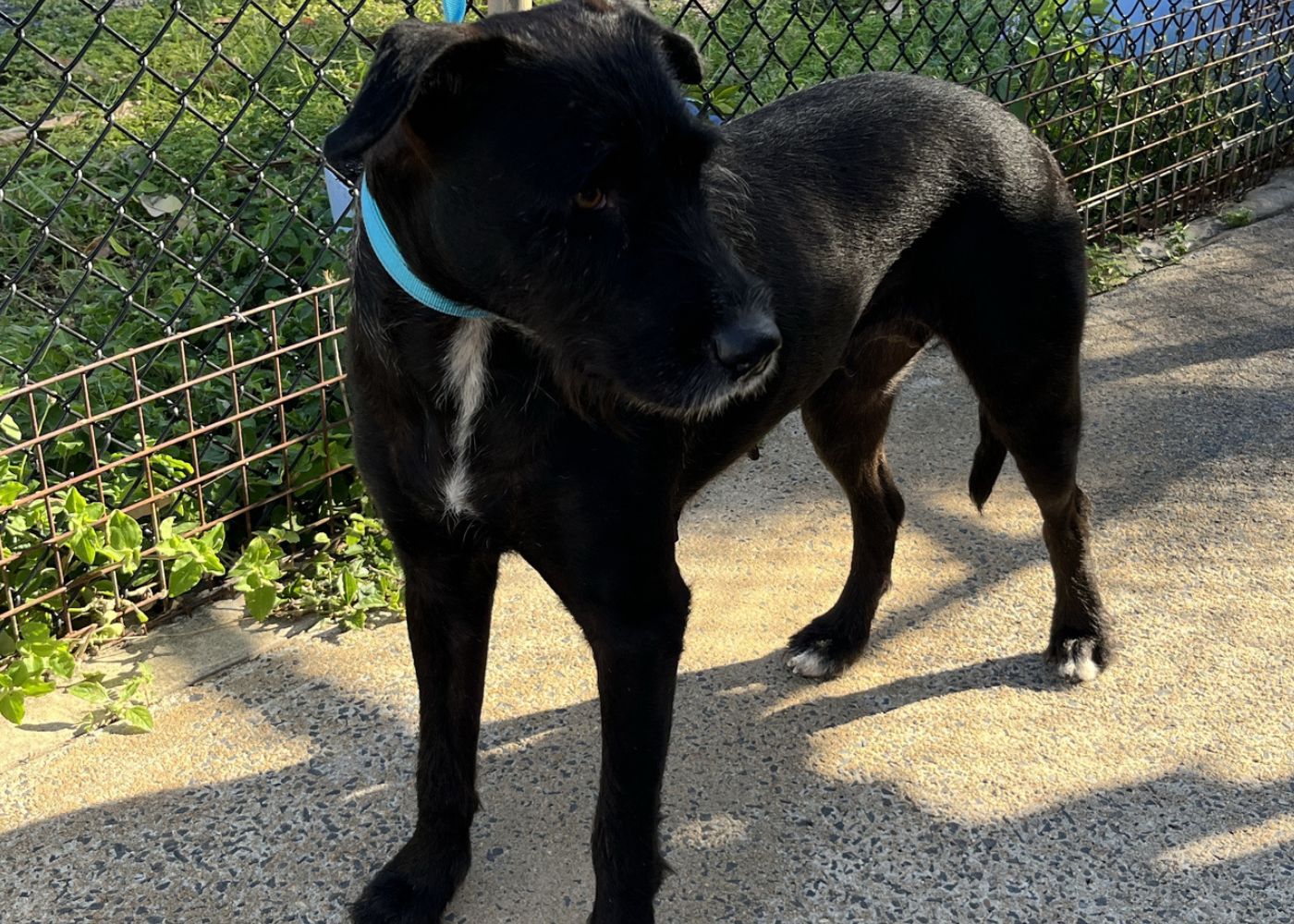 Dog impound 1180