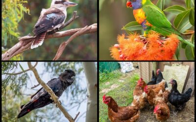 Biosecurity precaution – reporting sick or dead birds