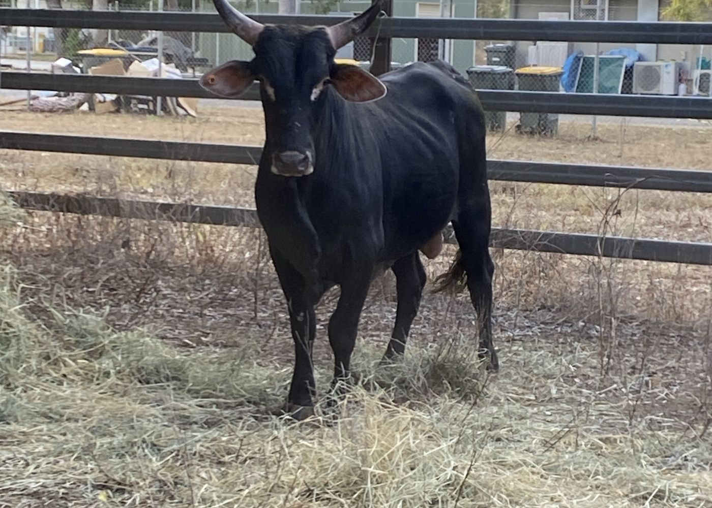 Bull impound 1190