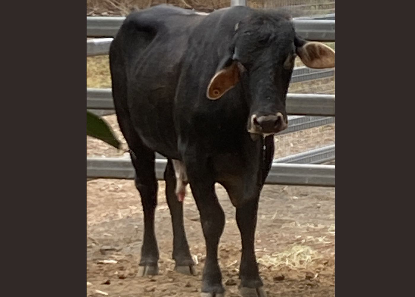 Bull impound 1196