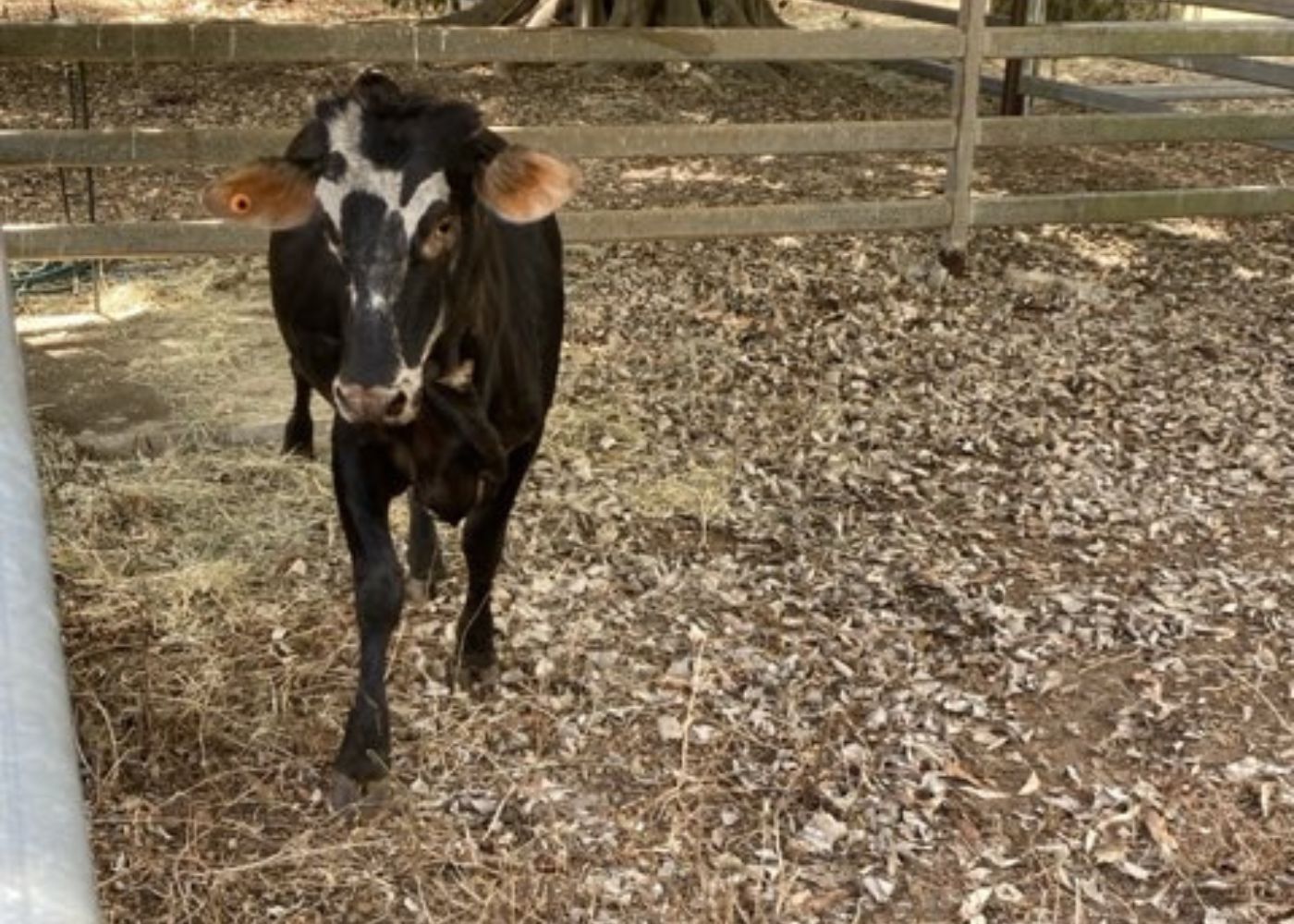 Bull impound 1197
