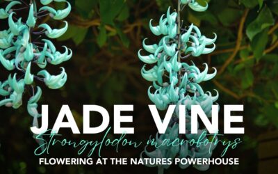 Something special is blooming at the Cooktown Botanic Gardens