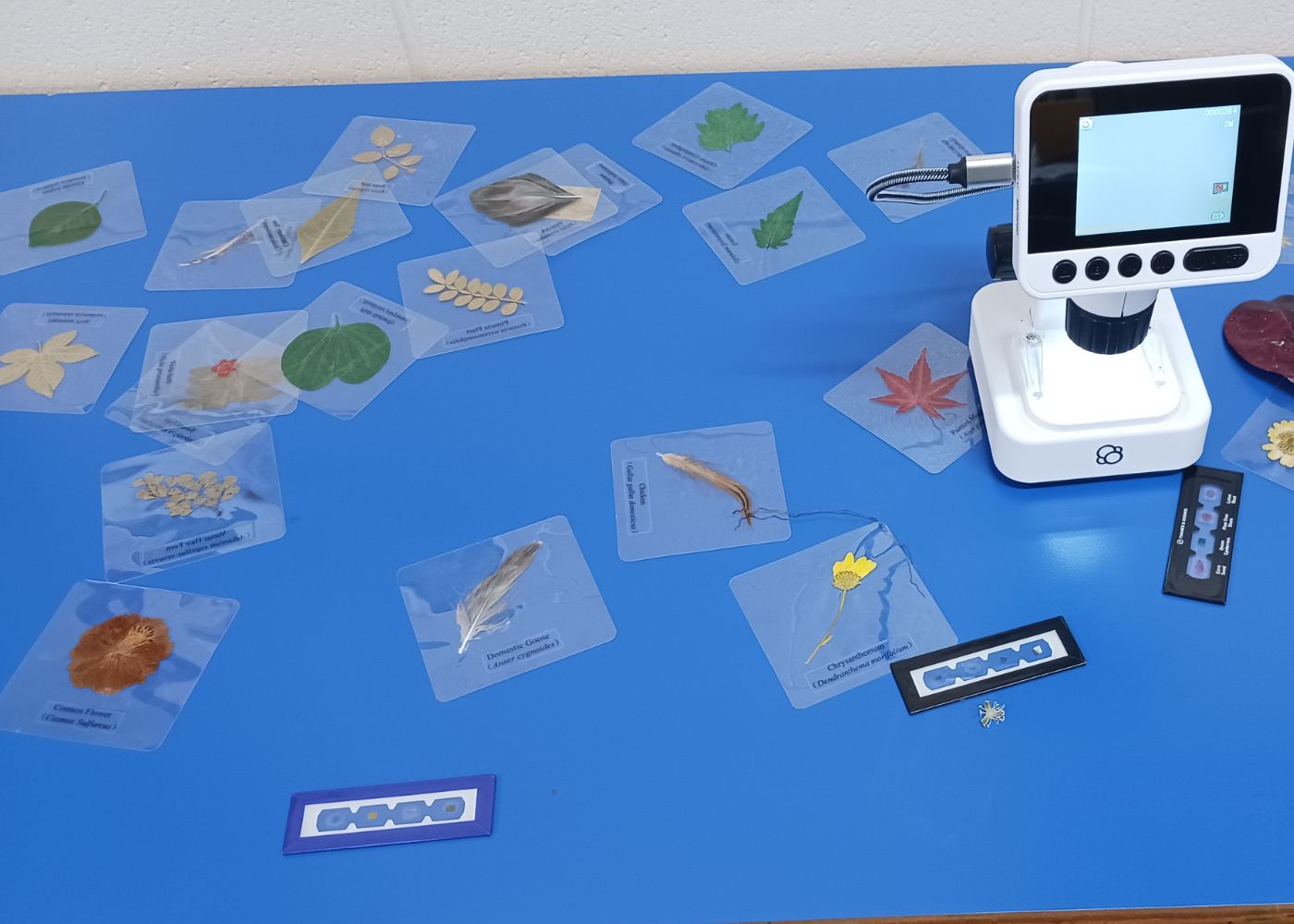 Science week NEWS IMAGE